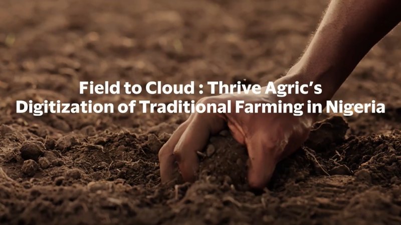 Field to cloud: Thrive agric's digitization of traditional farming in Nigeria